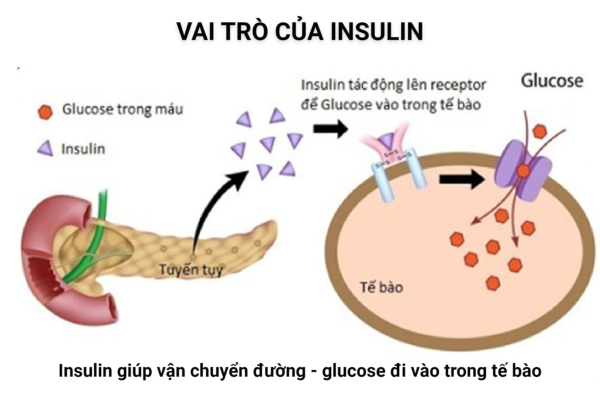 vai trò của insulin