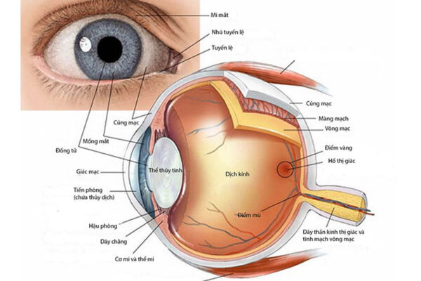 Cấu tạo mắt